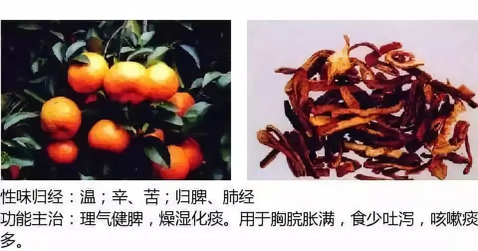 500多种中草药图（附主治功效）