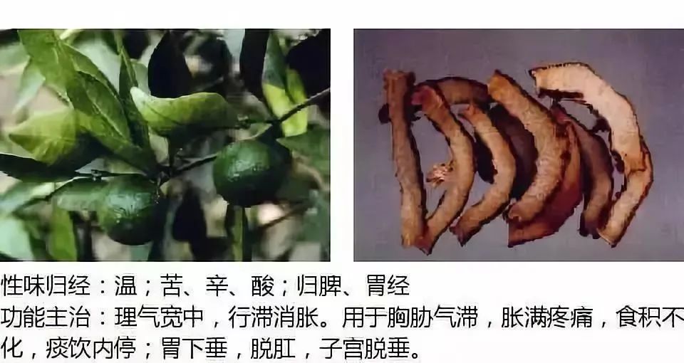 500多种中草药图（附主治功效）