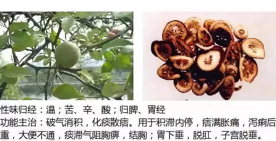 500多种中草药图（附主治功效）