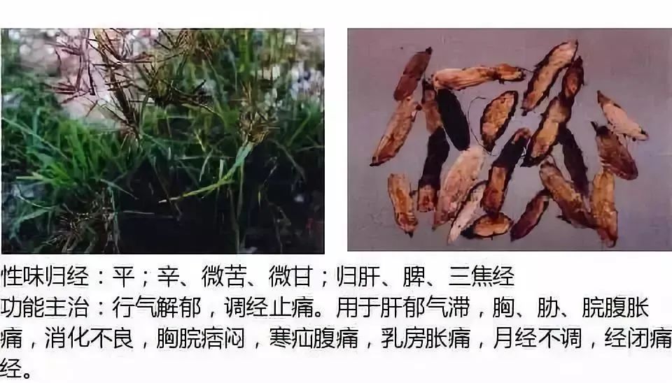 500多种中草药图（附主治功效）