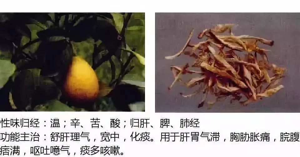 500多种中草药图（附主治功效）