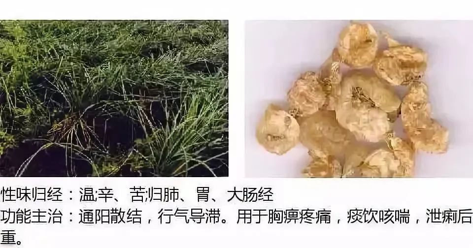 500多种中草药图（附主治功效）