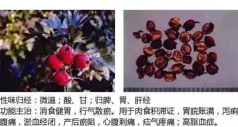 500多种中草药图（附主治功效）