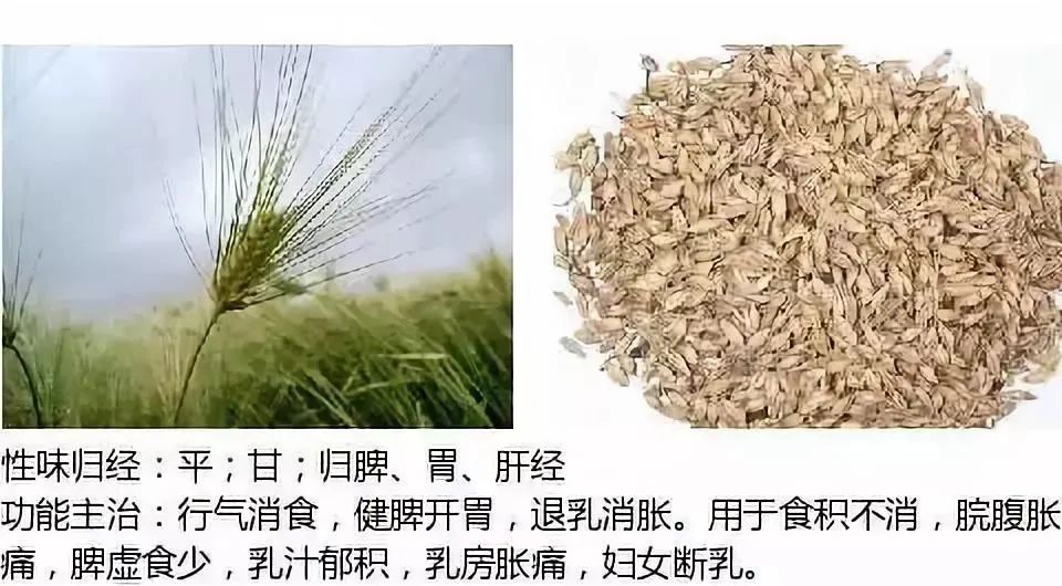 500多种中草药图（附主治功效）
