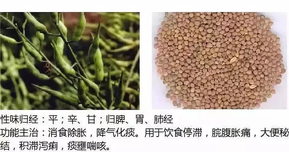 500多种中草药图（附主治功效）