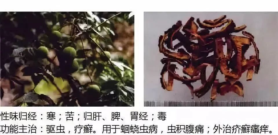 500多种中草药图（附主治功效）