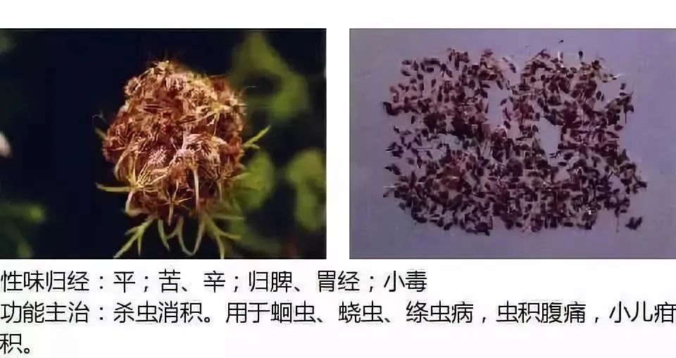 500多种中草药图（附主治功效）