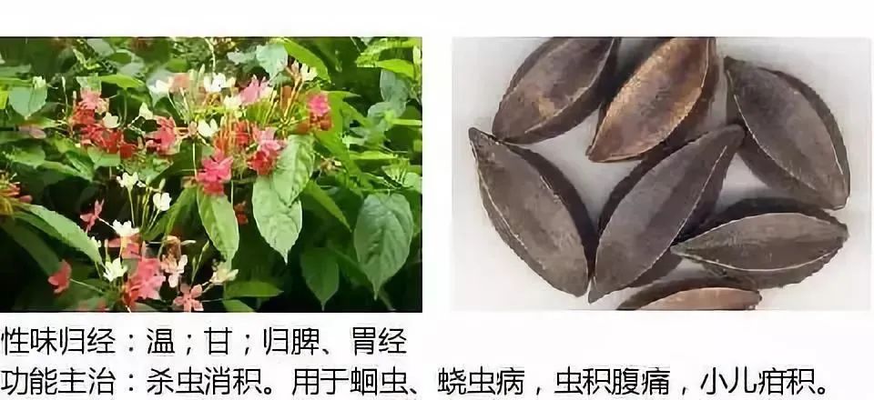 500多种中草药图（附主治功效）