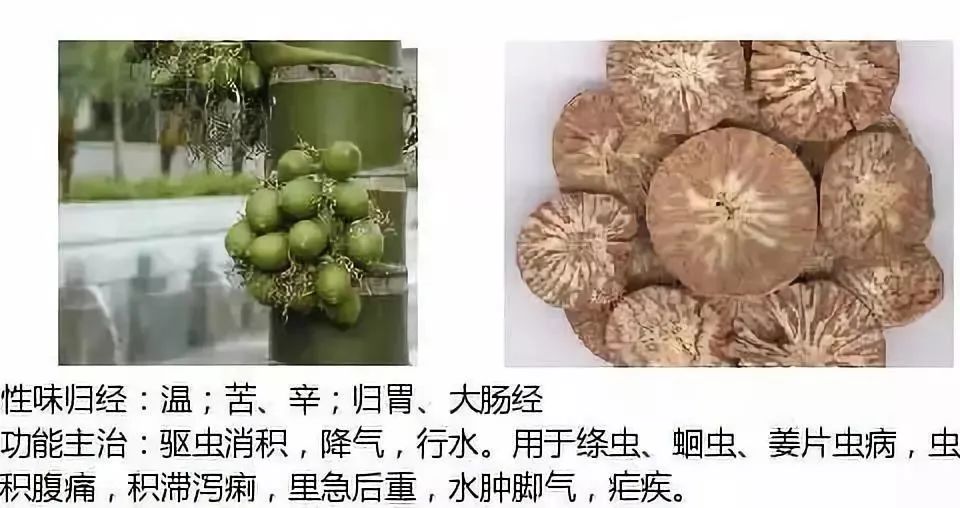 500多种中草药图（附主治功效）