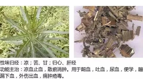 500多种中草药图（附主治功效）