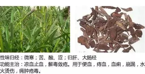 500多种中草药图（附主治功效）