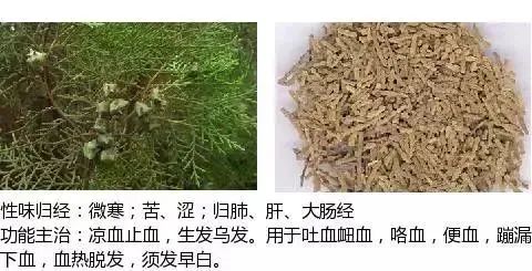 500多种中草药图（附主治功效）