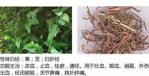 500多种中草药图（附主治功效）