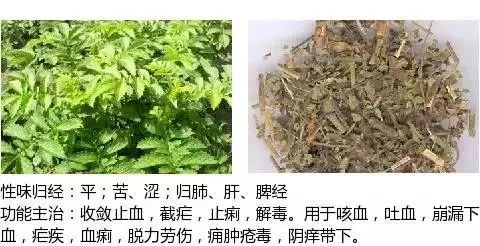500多种中草药图（附主治功效）