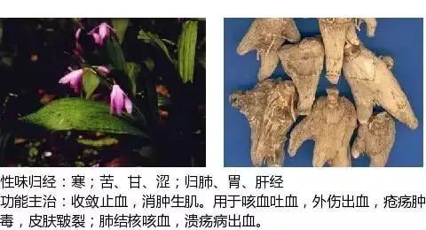 500多种中草药图（附主治功效）
