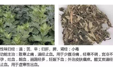 500多种中草药图（附主治功效）