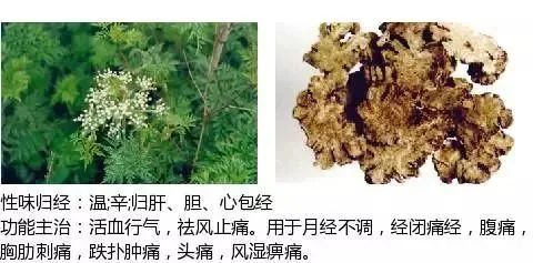500多种中草药图（附主治功效）