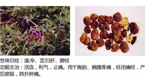 500多种中草药图（附主治功效）