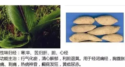 500多种中草药图（附主治功效）