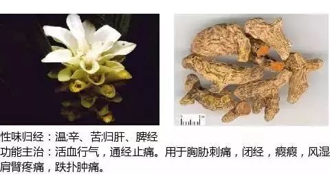 500多种中草药图（附主治功效）