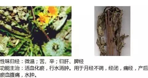 500多种中草药图（附主治功效）