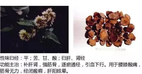 500多种中草药图（附主治功效）