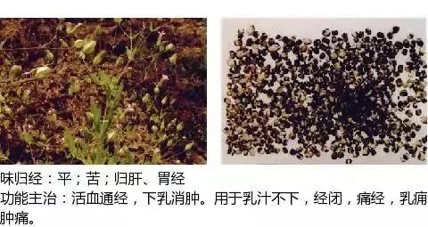500多种中草药图（附主治功效）
