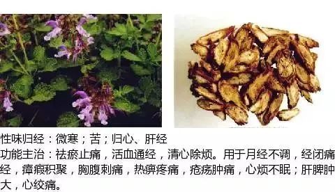 500多种中草药图（附主治功效）