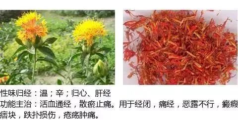 500多种中草药图（附主治功效）