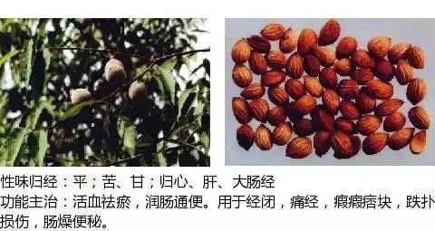 500多种中草药图（附主治功效）