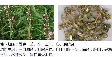 500多种中草药图（附主治功效）