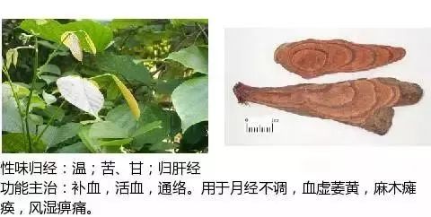 500多种中草药图（附主治功效）