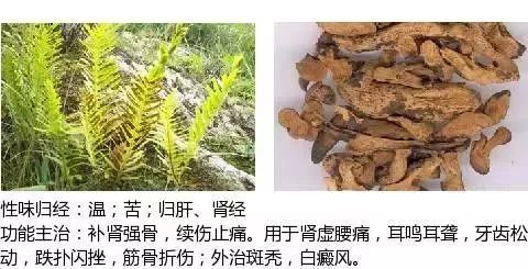500多种中草药图（附主治功效）