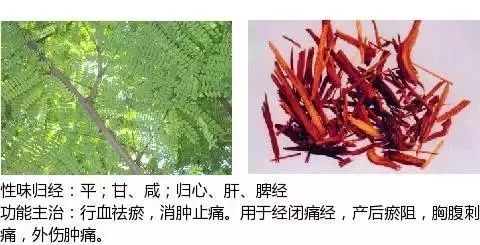 500多种中草药图（附主治功效）