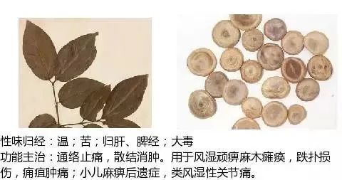 500多种中草药图（附主治功效）