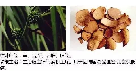 500多种中草药图（附主治功效）