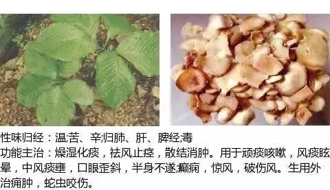 500多种中草药图（附主治功效）