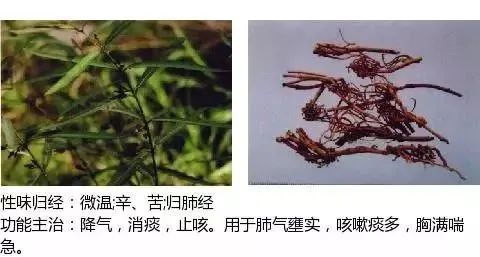 500多种中草药图（附主治功效）