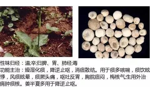 500多种中草药图（附主治功效）