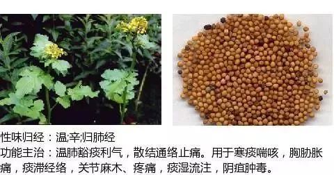 500多种中草药图（附主治功效）