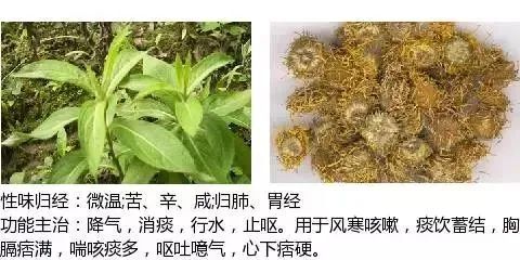 500多种中草药图（附主治功效）
