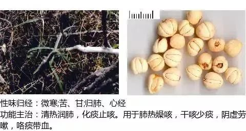 500多种中草药图（附主治功效）