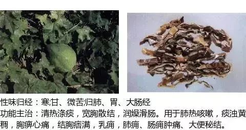 500多种中草药图（附主治功效）