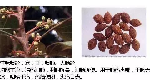 500多种中草药图（附主治功效）
