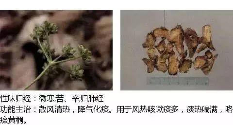 500多种中草药图（附主治功效）