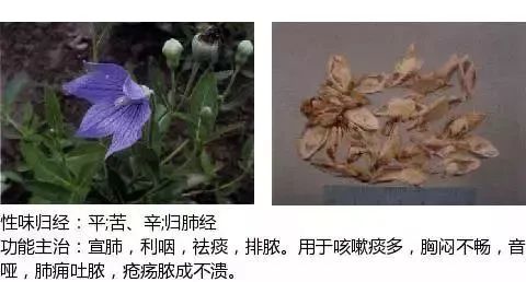 500多种中草药图（附主治功效）