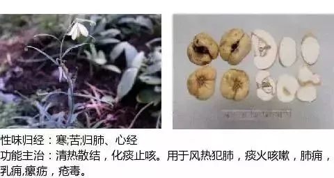 500多种中草药图（附主治功效）