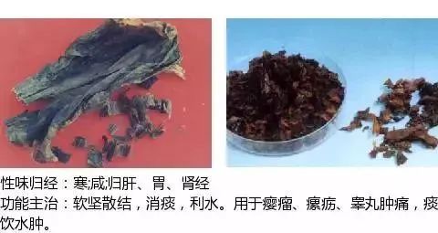 500多种中草药图（附主治功效）