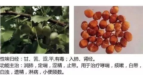 500多种中草药图（附主治功效）