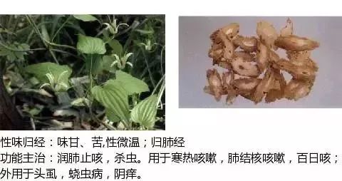 500多种中草药图（附主治功效）